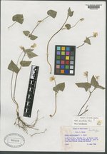 Viola californica image