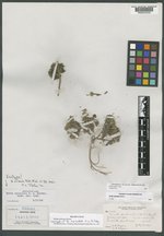 Draba apiculata image