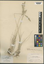Poa cusickii subsp. pubens image