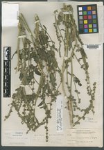 Atriplex carnosa image