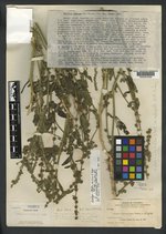 Atriplex carnosa image