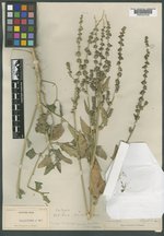 Atriplex carnosa image