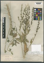 Atriplex carnosa image