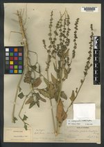 Atriplex carnosa image