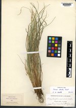 Carex durifolia image