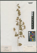 Coleosanthus albicaulis image
