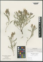 Astragalus oreophilus image