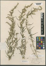 Artemisia dracunculus var. dracunculus image