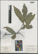 Quercus salicifolia image