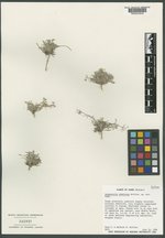 Physaria obdeltata image