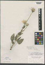 Arnica parvifolia image