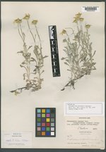 Eriophyllum nevadense image