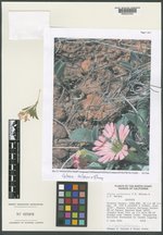 Silene salmonacea image
