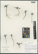 Physaria scrotiformis image