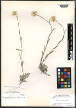 Antennaria oxyphylla image