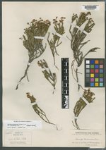 Cassiope mertensiana var. californica image