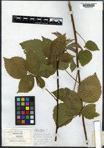 Rubus janssonii image