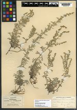 Artemisia coloradensis image