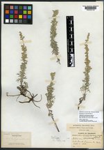 Artemisia coloradensis image