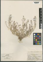 Lepidium paysonii image