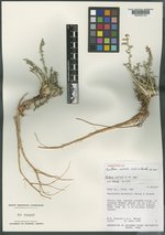 Oenothera murdockii image