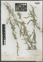 Artemisia silvicola image