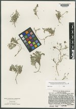 Astragalus lackschewitzii image