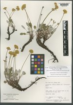 Eriogonum jamesii var. flavescens image