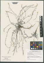 Physaria carinata image