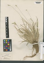 Carex deweyana var. collectanea image