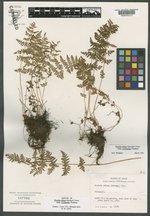 Woodsia obtusa subsp. occidentalis image