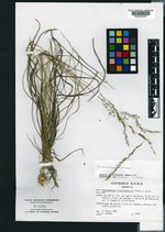 Muhlenbergia cualensis image