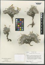 Eriogonum welshii image