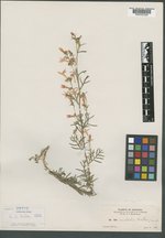 Gilia australis image
