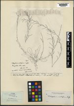 Thelypodium ovalifolium image