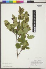 Alnus viridis var. crispa image
