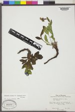 Mertensia oblongifolia image