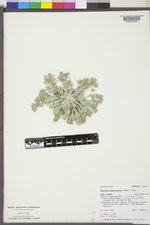 Physaria didymocarpa image