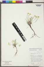Physaria spatulata image