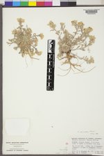 Physaria saximontana image