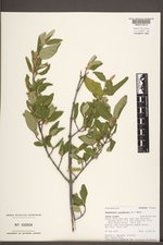 Shepherdia canadensis image