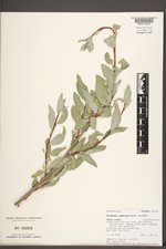 Elaeagnus commutata image