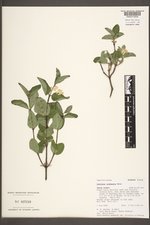 Lonicera utahensis image