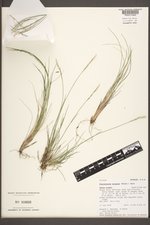 Piptatheropsis exigua image