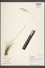 Poa secunda subsp. secunda image