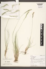 Poa secunda subsp. secunda image