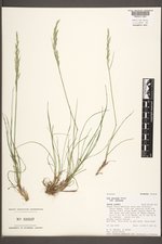 Poa secunda subsp. secunda image