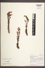 Orobanche fasciculata image