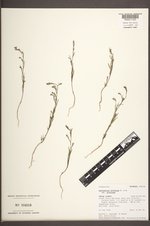 Gayophytum diffusum var. diffusum image