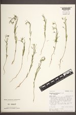 Gayophytum diffusum var. diffusum image